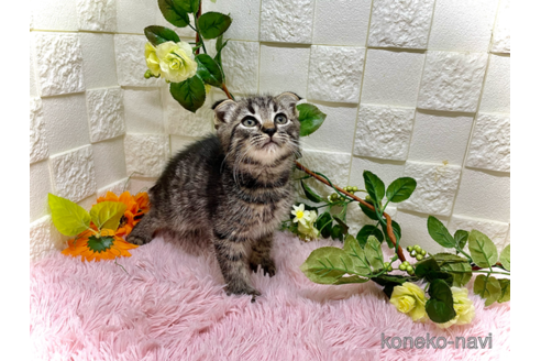 成約済の埼玉県のスコティッシュフォールド(折れ耳)-100704の4枚目
